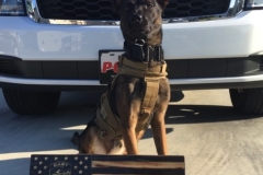 Lemm, K9, Cary Police Department, Cary North Carolina